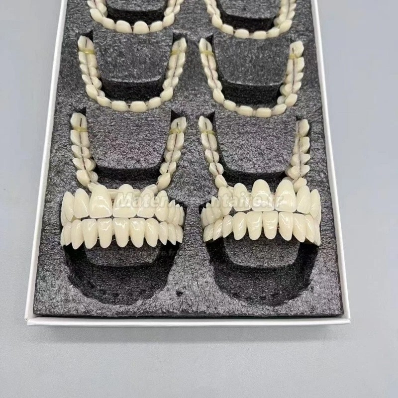 Prothèses dentaires en résine CAIYU (flexibles, bilatérales et symétriques) A1/A2/A3/A3.5/A4